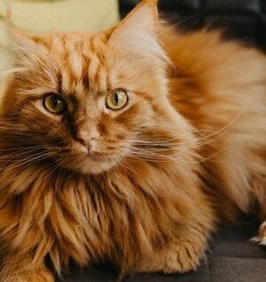 “Знайомтеся,-Теодор!”:-Мережу-підірвали-кадри-одного-з-найбільших-котів-у-світі-(відео)