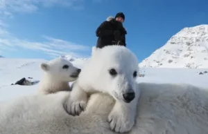 Вчені були приголомшені станом білих ведмедів на тлі глобального потепління: подробиці Вчені-були-приголомшені-станом-білих-ведмедів-на тлі-глобального-потепління:-подробиці