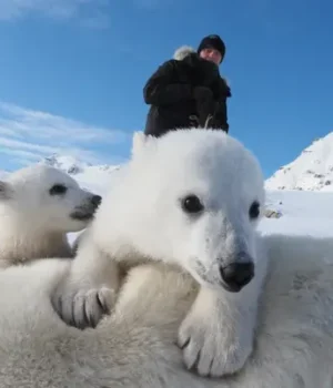 Вчені-були-приголомшені-станом-білих-ведмедів-на тлі-глобального-потепління:-подробиці