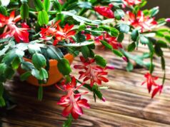 Коли удобрити різдвяник для пишного цвітіння: найправильніший графік Коли-удобрити-різдвяник-для-пишного-цвітіння:-найправильніший-графік