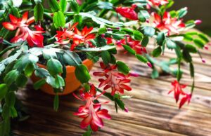 Коли удобрити різдвяник для пишного цвітіння: найправильніший графік Коли-удобрити-різдвяник-для-пишного-цвітіння:-найправильніший-графік