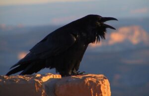 Вміють планувати майбутнє: біолог розповів про птаха з унікальною навичкою Вміють-планувати-майбутнє:-біолог-розповів-про-птаха-з-унікальною-навичкою