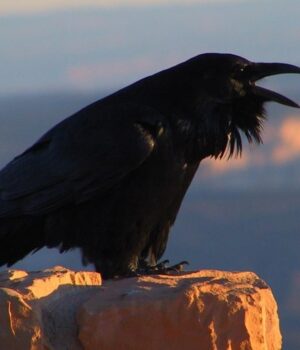 Вміють-планувати-майбутнє:-біолог-розповів-про-птаха-з-унікальною-навичкою Вміють-планувати-майбутнє:-біолог-розповів-про-птаха-з-унікальною-навичкою