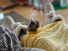 Кінець потепління: 30 січня до України повернуться морози Кінець-потепління:-30-січня-до-України-повернуться-морози