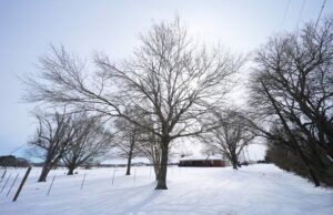 Погода на 31 січня: коли буде пік морозів і які області стануть найхолоднішими в Україні Погода-на 31 січня:-коли-буде-пік-морозів-і які-області-стануть-найхолоднішими-в Україні