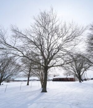 Погода-на 31 січня:-коли-буде-пік-морозів-і які-області-стануть-найхолоднішими-в Україні Погода-на 31 січня:-коли-буде-пік-морозів-і які-області-стануть-найхолоднішими-в Україні