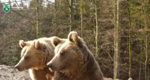 Face ID для тварин: штучний інтелект навчився розпізнавати ведмедів “в обличчя” face-id-для-тварин:-штучний-інтелект-навчився-розпізнавати-ведмедів-“в обличчя”