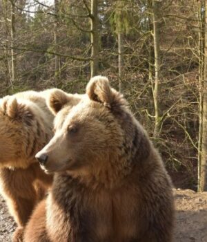 face-id-для-тварин:-штучний-інтелект-навчився-розпізнавати-ведмедів-“в обличчя” face-id-для-тварин:-штучний-інтелект-навчився-розпізнавати-ведмедів-“в обличчя”