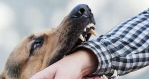 Скільки лучан постраждало від укусів тварин з початку 2026 року Скільки-лучан-постраждало-від-укусів-тварин-з-початку-2026-року