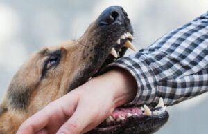 Скільки лучан постраждало від укусів тварин з початку 2026 року Скільки-лучан-постраждало-від-укусів-тварин-з-початку-2026-року