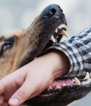 Скільки-лучан-постраждало-від-укусів-тварин-з-початку-2026-року