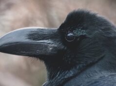 Вміють планувати майбутнє: біолог розповів про птаха з унікальною навичкою Вміють-планувати-майбутнє:-біолог-розповів-про-птаха-з-унікальною-навичкою