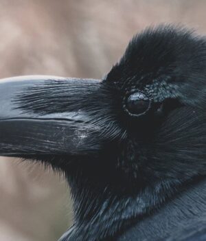 Вміють-планувати-майбутнє:-біолог-розповів-про-птаха-з-унікальною-навичкою Вміють-планувати-майбутнє:-біолог-розповів-про-птаха-з-унікальною-навичкою