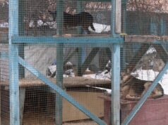 Морози та відключення світла: як зимують тварини у КП «Ласка» в Луцьку Морози-та-відключення-світла:-як-зимують-тварини-у-КП-«Ласка»-в-Луцьку