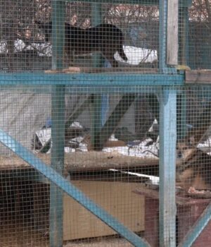 Морози-та-відключення-світла:-як-зимують-тварини-у-КП-«Ласка»-в-Луцьку Морози-та-відключення-світла:-як-зимують-тварини-у-КП-«Ласка»-в-Луцьку