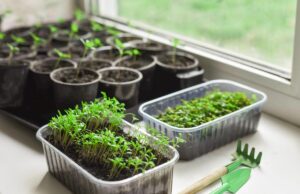 8 поширених рослин, розсаду яких ніколи не треба купувати 8-поширених-рослин,-розсаду-яких-ніколи-не-треба-купувати