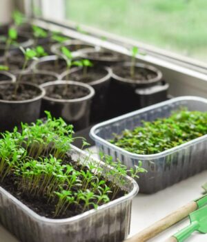 8-поширених-рослин,-розсаду-яких-ніколи-не-треба-купувати 8-поширених-рослин,-розсаду-яких-ніколи-не-треба-купувати