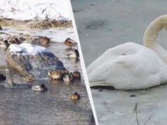 Чим підгодувати диких качок та лебедів, щоб не нашкодити Чим-підгодувати-диких-качок-та-лебедів,-щоб-не-нашкодити