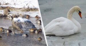 Чим підгодувати диких качок та лебедів, щоб не нашкодити Чим-підгодувати-диких-качок-та-лебедів,-щоб-не-нашкодити