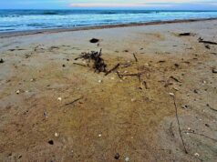 В Одеській затоці через витік олії загинули понад 1000 птахів, – еколог В-Одеській-затоці-через-витік-олії-загинули-понад-1000-птахів,-–-еколог