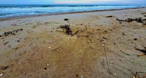 В Одеській затоці через витік олії загинули понад 1000 птахів, – еколог В-Одеській-затоці-через-витік-олії-загинули-понад-1000-птахів,-–-еколог