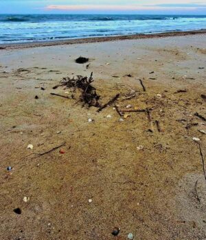 В-Одеській-затоці-через-витік-олії-загинули-понад-1000-птахів,-–-еколог