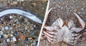 Морський кріт та рапани: на Одещині шторм викинув на узбережжя безліч мешканців моря Морський-кріт-та-рапани:-на-Одещині-шторм-викинув-на-узбережжя-безліч-мешканців-моря