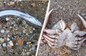 Морський кріт та рапани: на Одещині шторм викинув на узбережжя безліч мешканців моря Морський-кріт-та-рапани:-на-Одещині-шторм-викинув-на-узбережжя-безліч-мешканців-моря