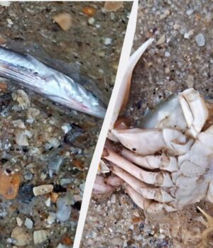 Морський-кріт-та-рапани:-на-Одещині-шторм-викинув-на-узбережжя-безліч-мешканців-моря