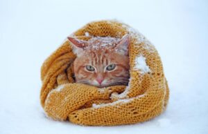 Синоптики розказали, яка погода чекає на українців у перші дні лютого Синоптики-розказали,-яка-погода-чекає-на-українців-у-перші-дні-лютого