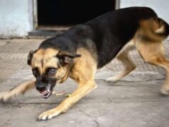 Хворий на сказ пес кілька днів тероризував жителів села Зміїнець Хворий-на-сказ-пес-кілька-днів-тероризував-жителів-села-Зміїнець