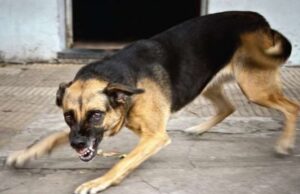 Хворий на сказ пес кілька днів тероризував жителів села Зміїнець Хворий-на-сказ-пес-кілька-днів-тероризував-жителів-села-Зміїнець