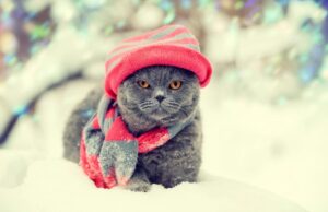 Тиждень в Україні розпочнеться з лютих морозів: стане ще холодніше Тиждень-в-Україні-розпочнеться-з-лютих-морозів:-стане-ще-холодніше