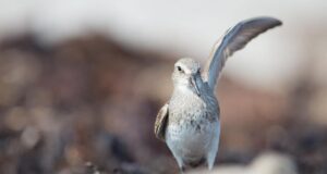 У світі є птах, який може пролетіти понад 13 000 км без зупинки: як йому... У-світі-є-птах,-який-може-пролетіти-понад-13-000-км-без-зупинки:-як-йому.