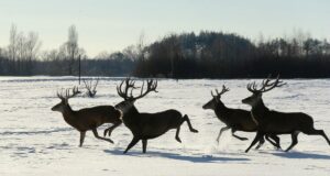 В екопарку під Києвом мешкає понад сотня оленів – чи можна до них наблизитися В-екопарку-під-Києвом-мешкає-понад-сотня-оленів-–-чи-можна-до-них-наблизитися