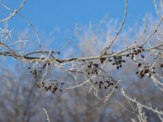 До 29 градусів морозу на Волині: погодні підсумки січня До-29-градусів-морозу-на-Волині:-погодні-підсумки-січня