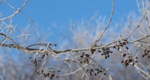 До 29 градусів морозу на Волині: погодні підсумки січня До-29-градусів-морозу-на-Волині:-погодні-підсумки-січня