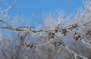 До 29 градусів морозу на Волині: погодні підсумки січня До-29-градусів-морозу-на-Волині:-погодні-підсумки-січня