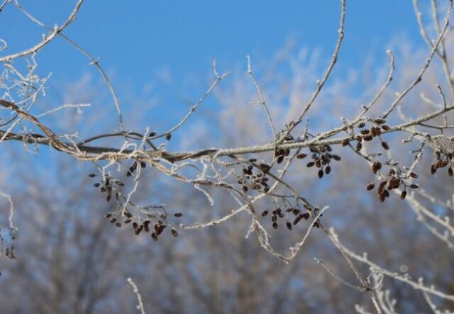 До 29 градусів морозу на Волині: погодні підсумки січня До-29-градусів-морозу-на-Волині:-погодні-підсумки-січня
