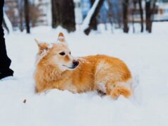 На Житомирщині 16-річна дівчина розстріляла собаку у прямому ефірі заради «контенту» На-Житомирщині-16-річна-дівчина-розстріляла-собаку-у-прямому-ефірі-заради-«контенту»