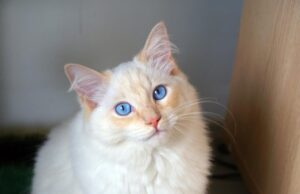 Які коти є найкрасивішими у світі: ветеринар назвала топ-6 чудових порід Які-коти-є-найкрасивішими-у-світі:-ветеринар-назвала-топ-6-чудових-порід