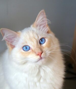 Які-коти-є-найкрасивішими-у-світі:-ветеринар-назвала-топ-6-чудових-порід Які-коти-є-найкрасивішими-у-світі:-ветеринар-назвала-топ-6-чудових-порід