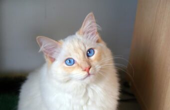 Які коти є найкрасивішими у світі: ветеринар назвала топ-6 чудових порід Які-коти-є-найкрасивішими-у-світі:-ветеринар-назвала-топ-6-чудових-порід