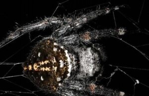 Вчені знайшли павука, який плете дуже довгу павутину, міцнішу за кевлар Вчені-знайшли-павука,-який-плете-дуже-довгу-павутину,-міцнішу-за-кевлар