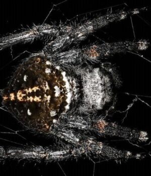 Вчені-знайшли-павука,-який-плете-дуже-довгу-павутину,-міцнішу-за-кевлар