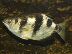 Ця риба здатна запам’ятовувати людські обличчя: біолог пояснив, як вона це робить Ця-риба-здатна-запам’ятовувати-людські-обличчя:-біолог-пояснив,-як-вона-це-робить