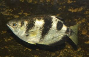 Ця риба здатна запам’ятовувати людські обличчя: біолог пояснив, як вона це робить Ця-риба-здатна-запам’ятовувати-людські-обличчя:-біолог-пояснив,-як-вона-це-робить