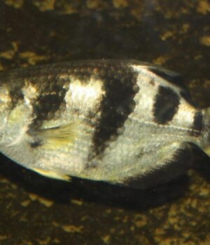 Ця-риба-здатна-запам’ятовувати-людські-обличчя:-біолог-пояснив,-як-вона-це-робить