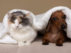 Як кав’ярні Луцька рятують від морозів безпритульних котів та собак. ВІДЕО Як-кав’ярні-Луцька-рятують-від-морозів-безпритульних-котів-та-собак.-ВІДЕО