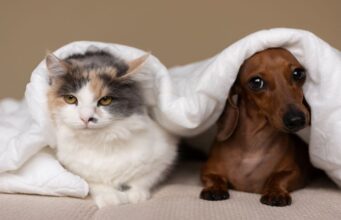 Як кав’ярні Луцька рятують від морозів безпритульних котів та собак. ВІДЕО Як-кав’ярні-Луцька-рятують-від-морозів-безпритульних-котів-та-собак.-ВІДЕО